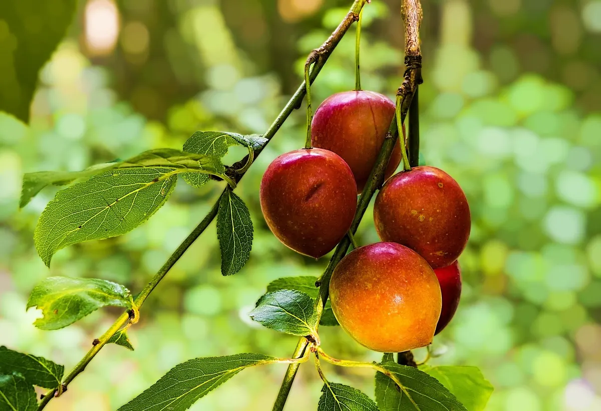 Why Cumbrian Damsons Taste Different: A Guide to the Lyth Valley Harvest